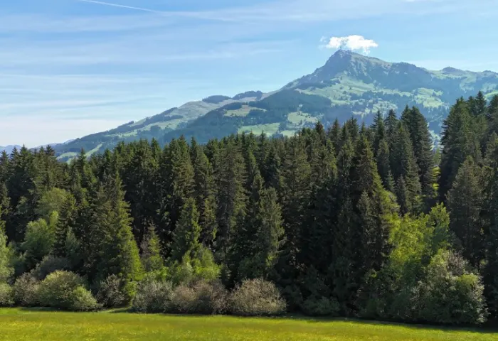 KITZBÜHLER HORN